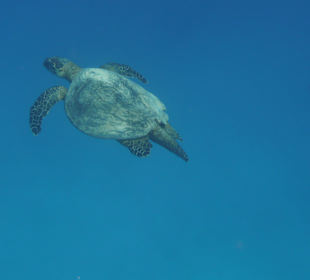 Unerwartet aus der Tiefe am Riff