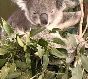 Featherdale Wildlife Park