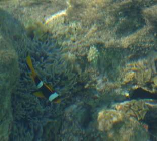 Nemo wohnt rechts nach der 1. Treppe  