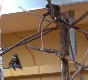 Tierpark Hellabrunn - Welt der Affen