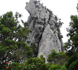 Nebelwald Guanchen Heiligtum im Anaga Gebirge