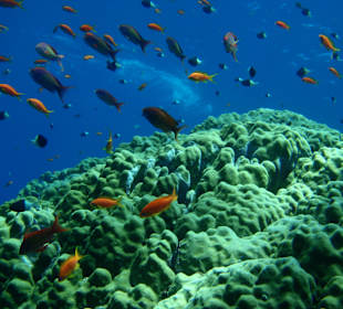 Zerib Kebir Check-Dive-Spot