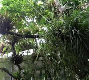 Tropicarium