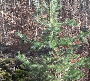 Historischer Rundwanderweg Aichtal