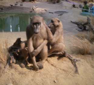 Zoologisches Forschungsmuseum Alexander Koenig
