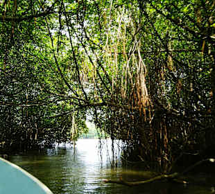 Durch die Mangroven