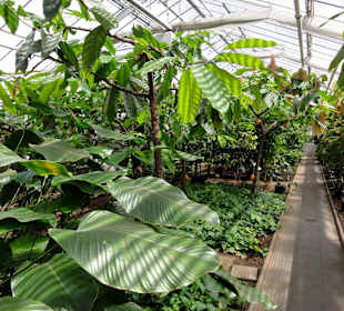 Mpressionen aus den Gewächshäusern