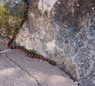 Nur einer der Bewohner