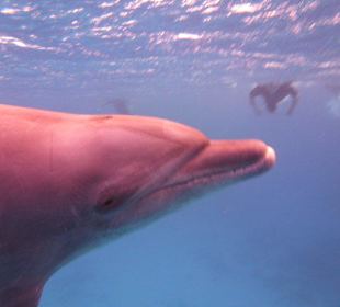 Schnorcheln mit Delfinen