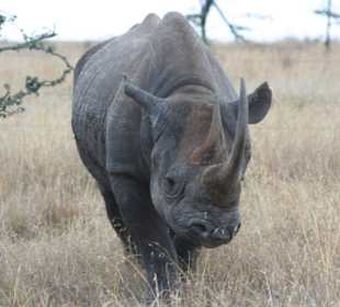 Morani, oder einfach Rani nahe Sweetwaters Camp