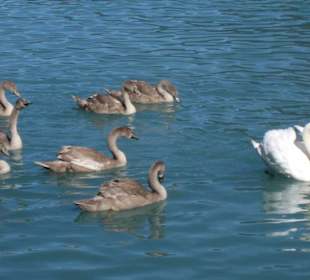 Schwäne auf dem Brienzersee