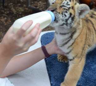 Feed a baby  tiger