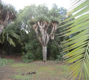 Drachenbaum
