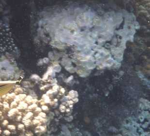 Fische, Korallen am Tulip Resort