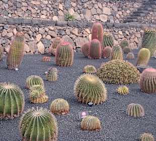 Jardin de Cactus
