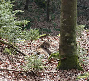 Luchs
