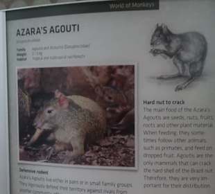 Tierpark Hellabrunn - Welt der Affen