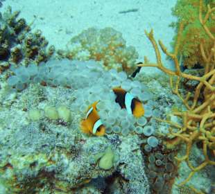 Rotmeer-Anemonenfische