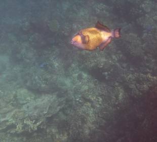 Riesen-Drückerfisch