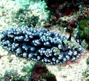 Nacktschnecke