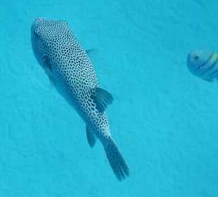 Kofferfisch mit Leibwache