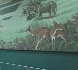 Staatliches Naturkunde Museum