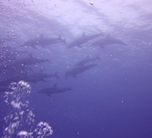 Hotel Sandies Mapenzi Beach