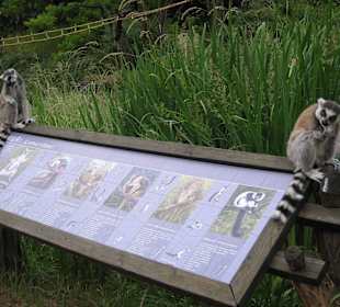 Питомцы зоопарка