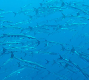 Barracudas - ca. 400 bis 500 Tiere