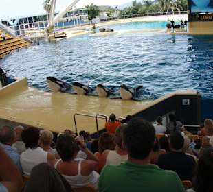Exhibición de ballenas.