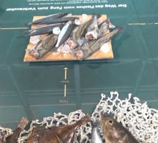 Meeresmuseum Stralsund