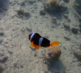 Unterwasserwelt Musandam