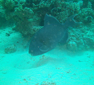 Tauchen bei der DC über Oototo Holiday Service gebucht