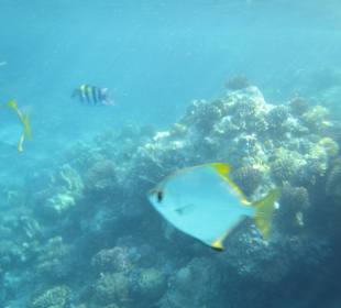 Wunderschönes Hausriff