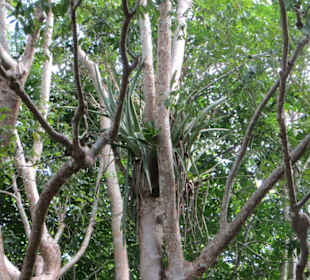 Ausflug mit Daniel zu den Maya Ruinen in Muyil
