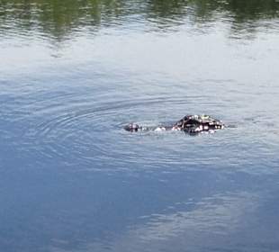 Bewohner der Everglades hautnah