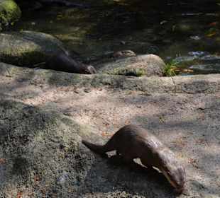 Singapur Zoo