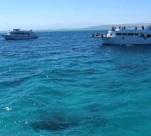 Poszukiwania delfinów