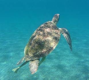 Riesenschildkröte am Strand von Abu Dabbab