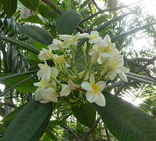 Gartenanlage Senegambia Hotel