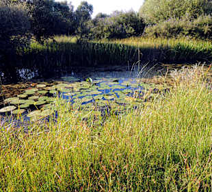 Jezioro Szkoderskie, Albania
