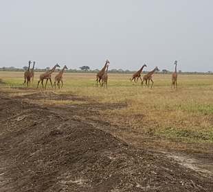 Eine Safari muss sein, hier im Tsavo East Park