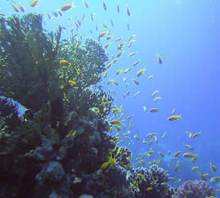 Farbenfrohes Gewimmel