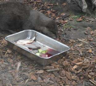 Fütterung der Zwergotter