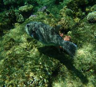 Kugelfisch Hotel Tulip Resort