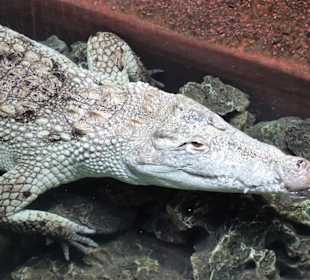 Im Krokodilhaus des Meeresaquariums
