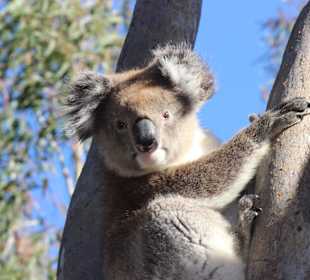 Koala im  Yanchep NP