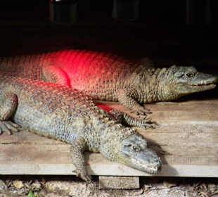 Gady w Jungle Park (cz. 2).