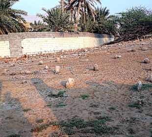 Stadtrundfahrt Khasab