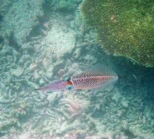 Tintenfisch, Sepia (Sepiida)